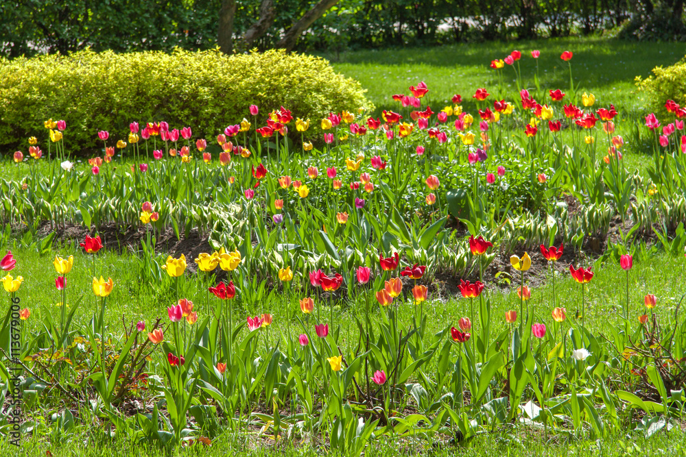 Multicolored tulips in the garden