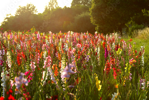 Fototapeta Naklejka Na Ścianę i Meble -  Gladiolen