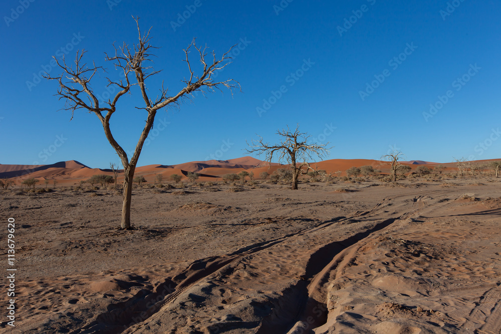 Abgestorbene Bäume - tote Akazien in der Dünenlandschaft der Namib Wüste