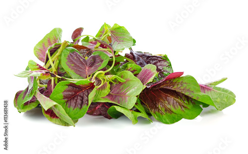 Obraz na płótnie spinach isolated on white background