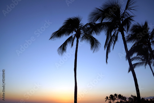 Palms Trees Outlined Against Sunset