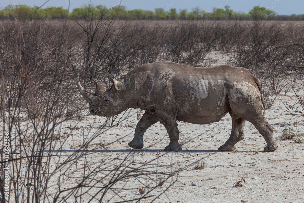 Fototapeta premium Breitmaulnashorn (Ceratotherium simum) im Etosha-Nationalpark, Namibia