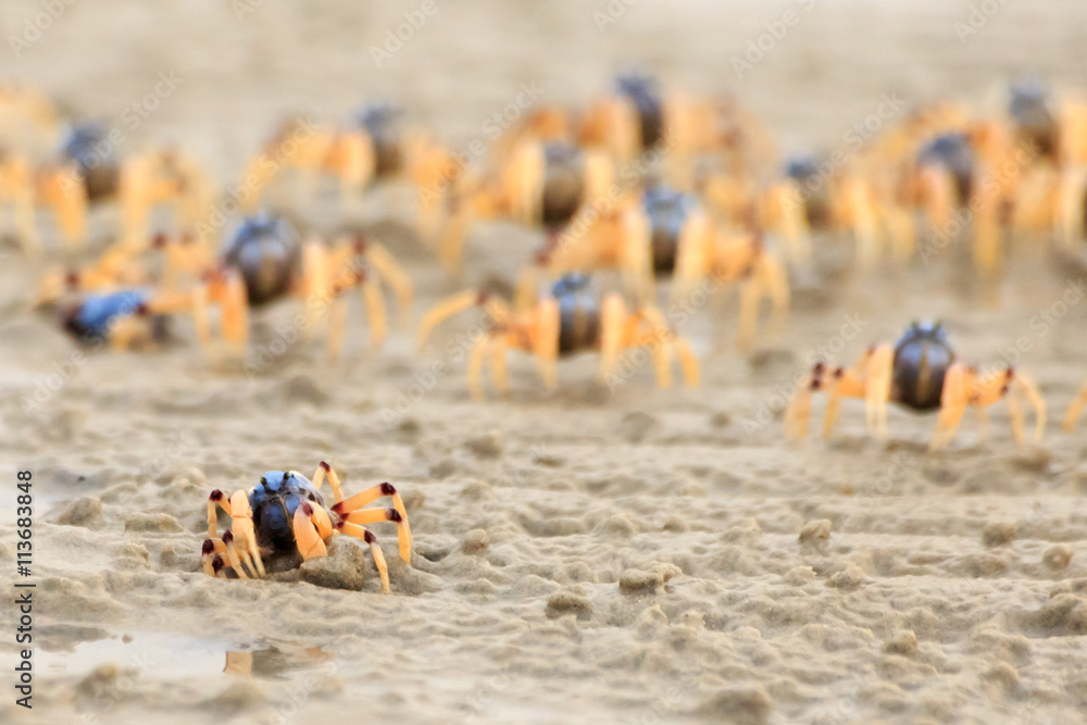 Obraz premium Soldier Crabs