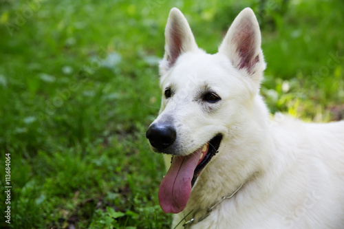 White Swiss shepherd dog