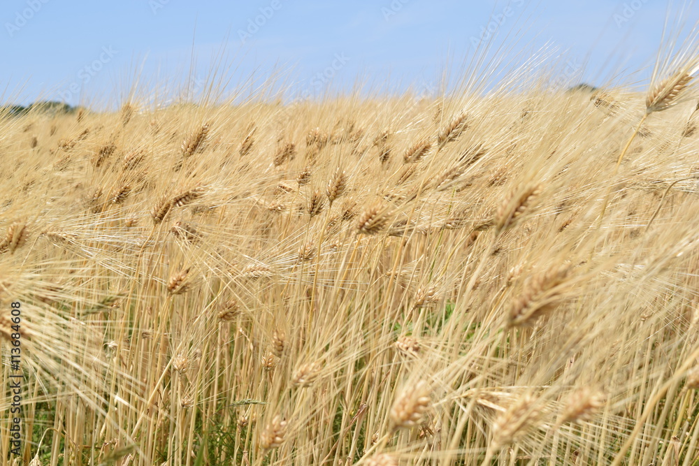 Fototapeta premium 麦畑／山形県の庄内地方で、麦畑を撮影した写真です。