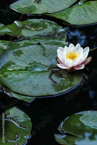 Fototapeta Naklejka Na Ścianę i Meble -  Pale pink water lily on the leaf