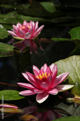 Two red water lilies 