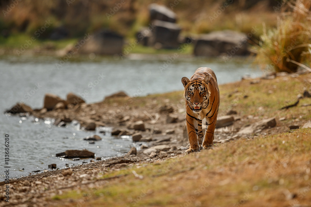 Majestic royal bengal tiger male walks towards photographer/Majestic royal bengal tiger male walks towards photographer