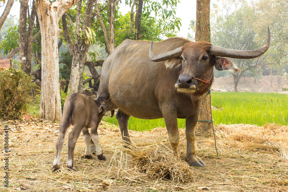 Buffalo are breastfeeding Thailand