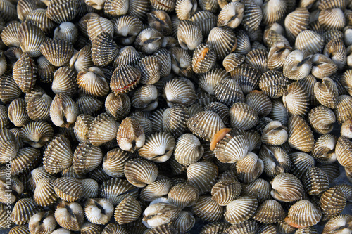Fresh and delicious cockles for seafood background