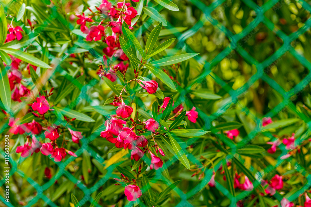 red flowers and green leaves oleander