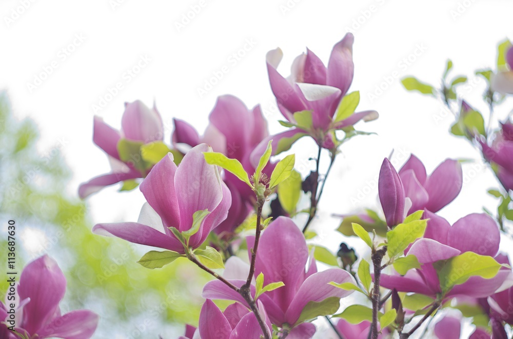 Fototapeta premium magnolia