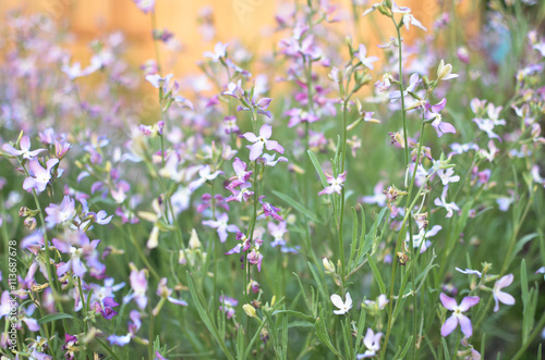 Fototapeta Naklejka Na Ścianę i Meble -  Night flowers violet spring gentle background