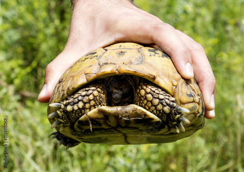 Hand holding turtle photo