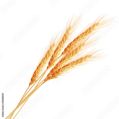 Wheat ears with space for text. EPS 10