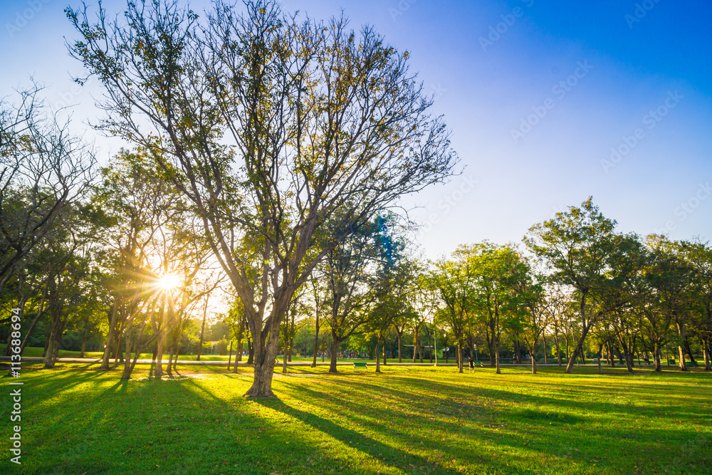 Fototapeta premium Tree with green lawn in central public park freedom time in even