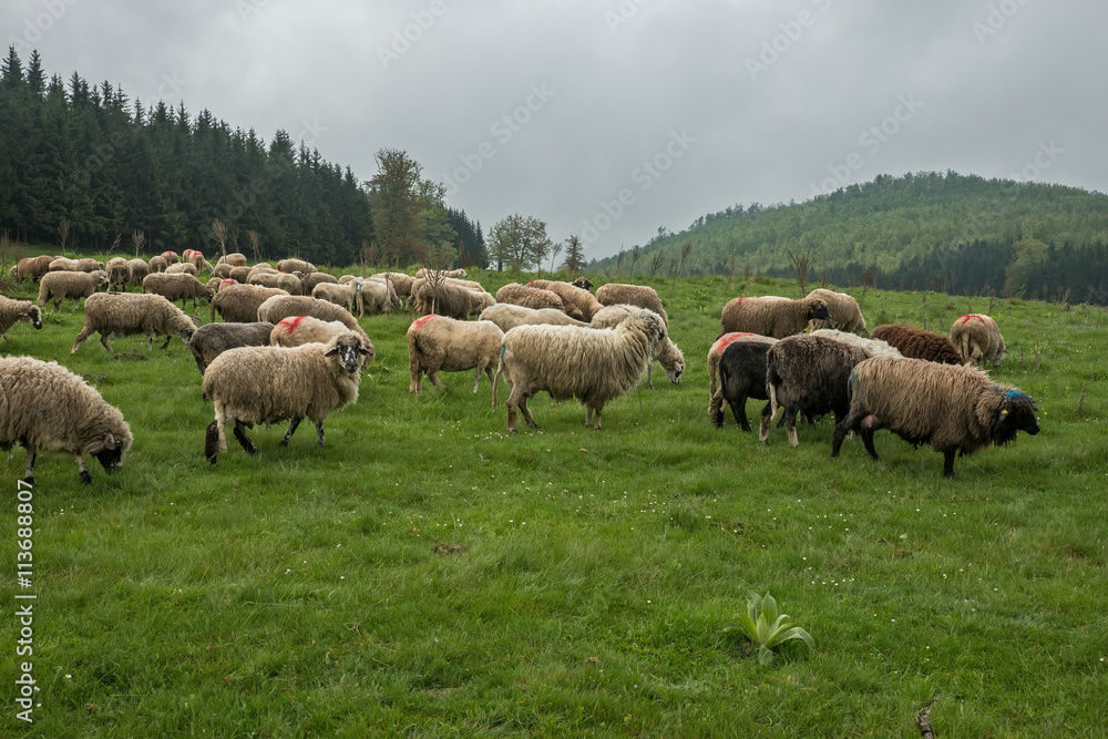 Hairy sheep on a green meadow