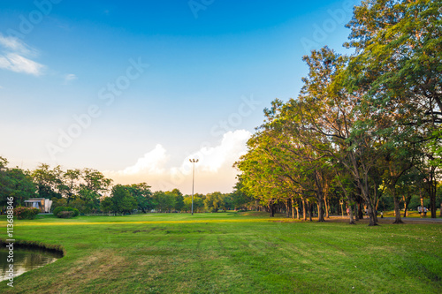 Tree with green lawn in central public park freedom time in even