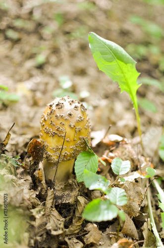 Delicious Amanita Rubescens The Blusher