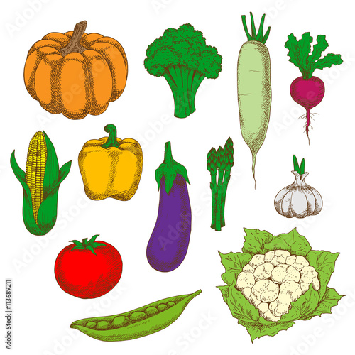 Healthy and dietary vegetables sketch symbols