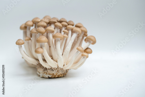 Shimeji Mushrooms