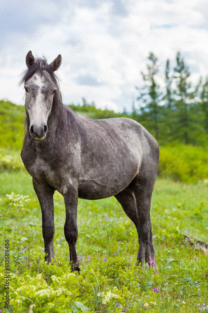 Dark horse on a green meadow