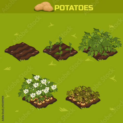 SET 11. Isometric Stage of growth Potatoes