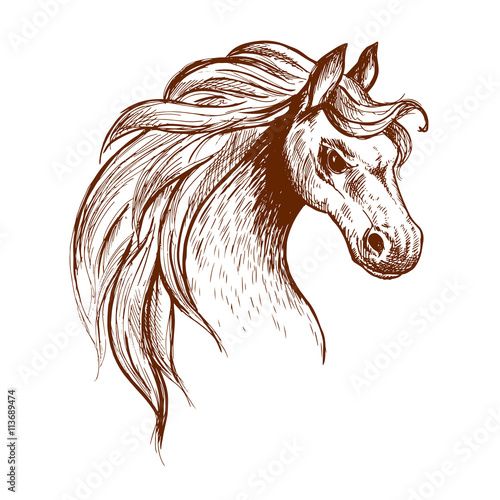 Wild feral horse in aggressive posture sketch