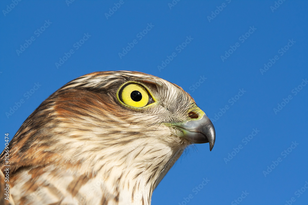 Sparrow-hawk Sparrow-hawk