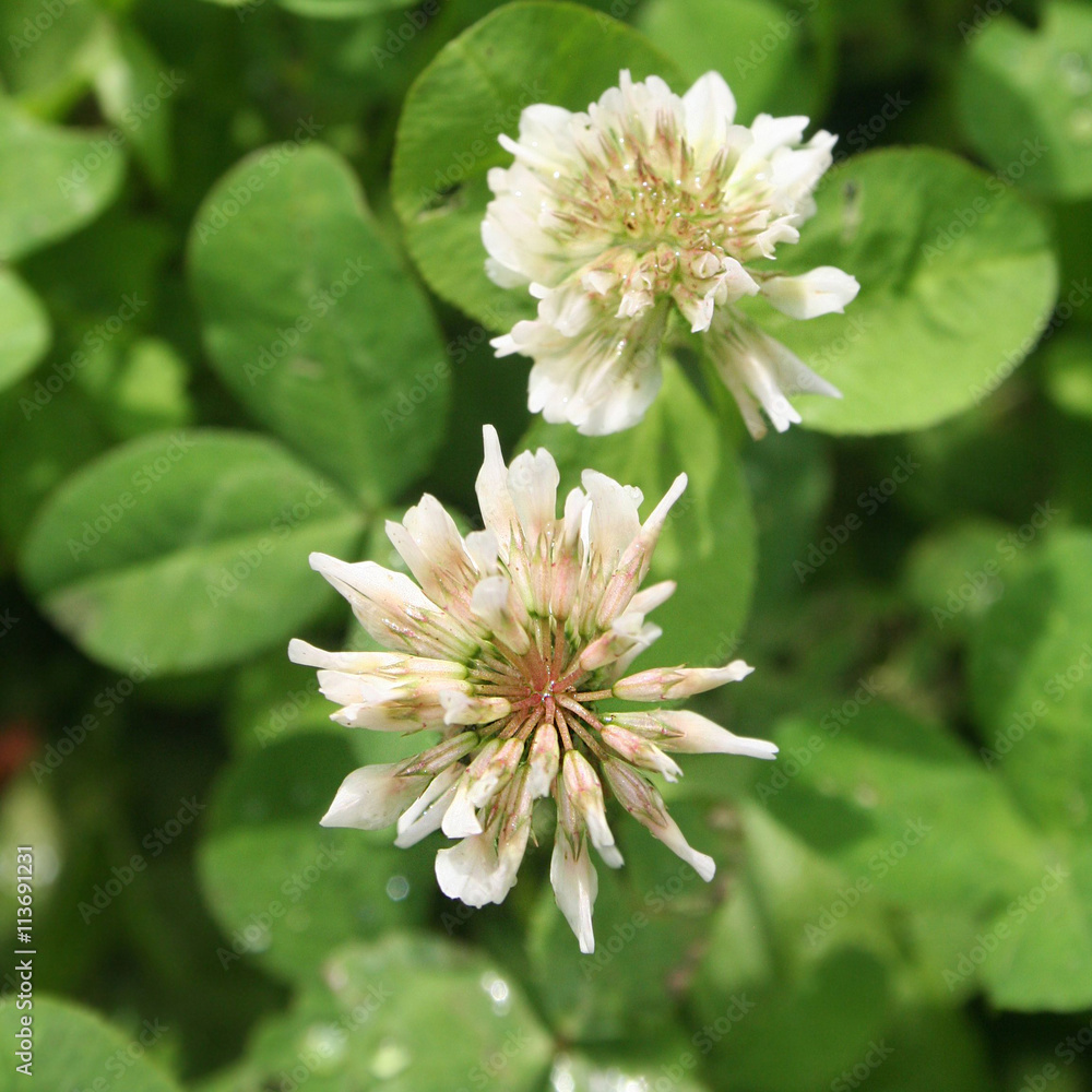 fiore di Trifoglio bianco. Trifolium repens - obrazy, fototapety, plakaty 