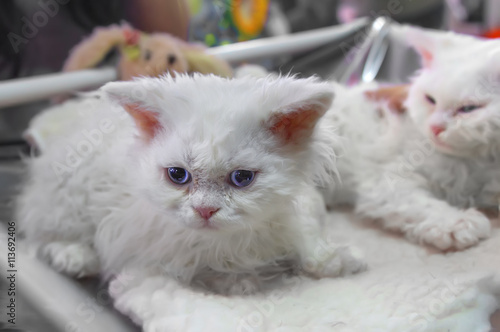 Obraz na plátně Selkirk Rex kitten