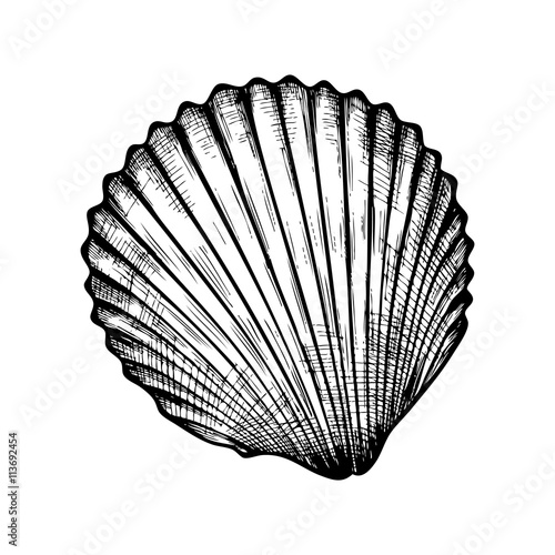 seashell on white background