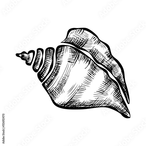 seashell on white background