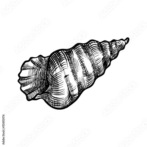 seashell on white background