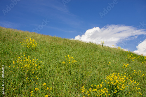 Landscape of a field with flowers and blue clear sky. Panorama of wild summer herbs. A large sky on a summer day.