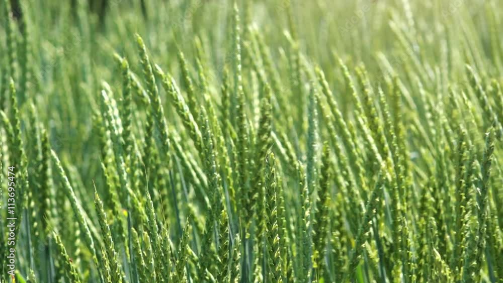 Spelt wheat crops close up, dinkel or hulled wheat in cultivated field Spelt wheat crops close up, dinkel or hulled wheat in cultivated field