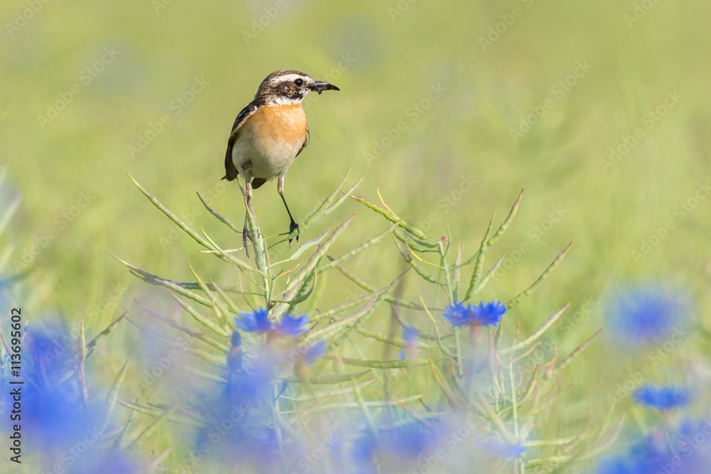 Ein Braunkehlchen (Saxicola rubetra) auf einer Rapsschote vom Raps (Brassica napus) im Rapsfeld mit Kornblumen (Centaurea cyanus) Ein Braunkehlchen (Saxicola rubetra) auf einer Rapsschote vom Raps (Brassica napus) im Rapsfeld mit Kornblumen (Centaurea cyanus)