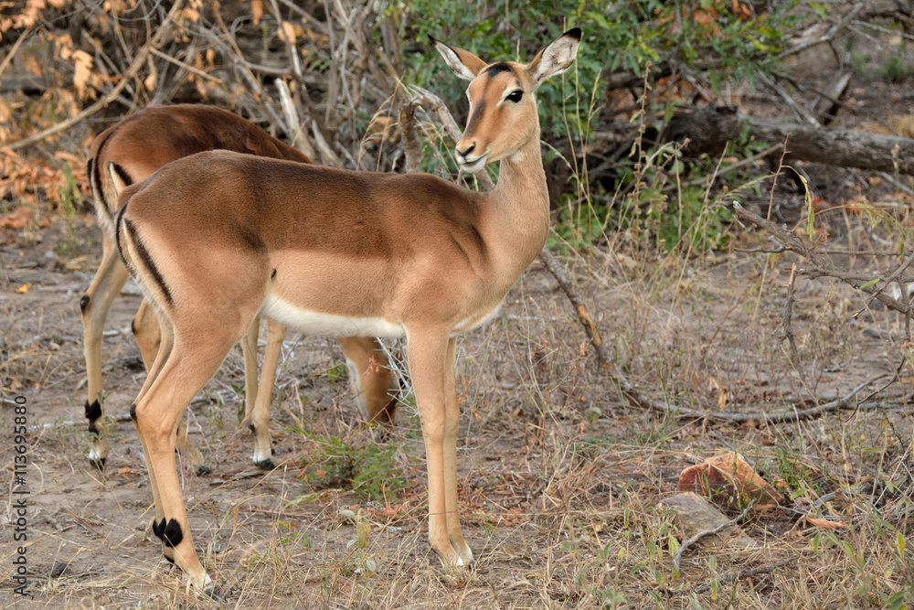 Fototapeta premium Impala ewe on the lookout for predators while grazing with the herd. 