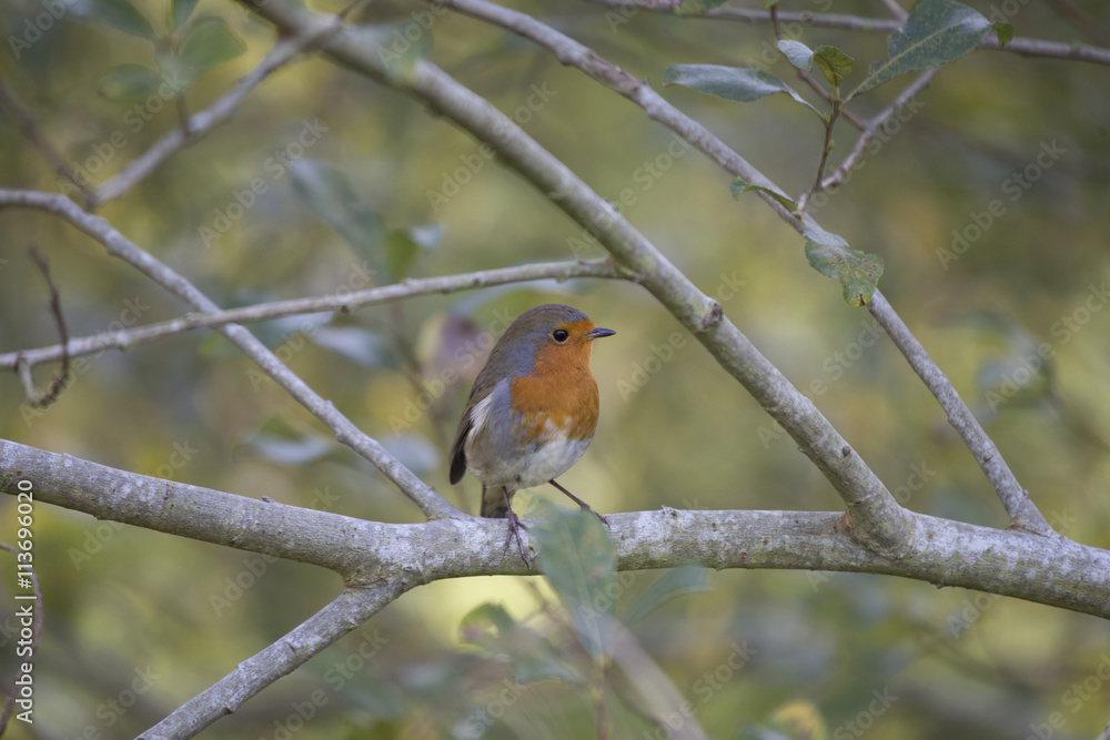 Robin Red Breast (Erithacus rubecula) Robin Red Breast (Erithacus rubecula)