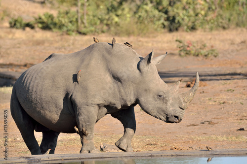 Lone African white rhinoceros moving away from the waterhole after drinking and accompanied by an accompaniment of Red-billed Oxpeckers.