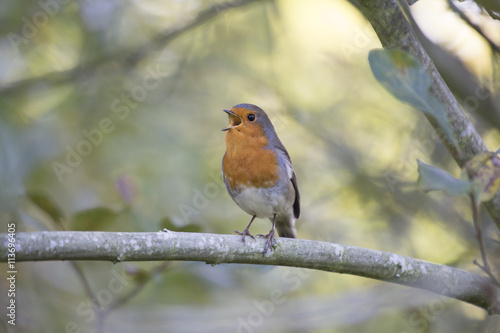 Robin Red Breast (Erithacus rubecula)
