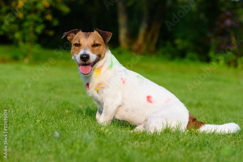 Fototapeta Naklejka Na Ścianę i Meble -  Funny naughty dog has got dirty and stained with colourful paint