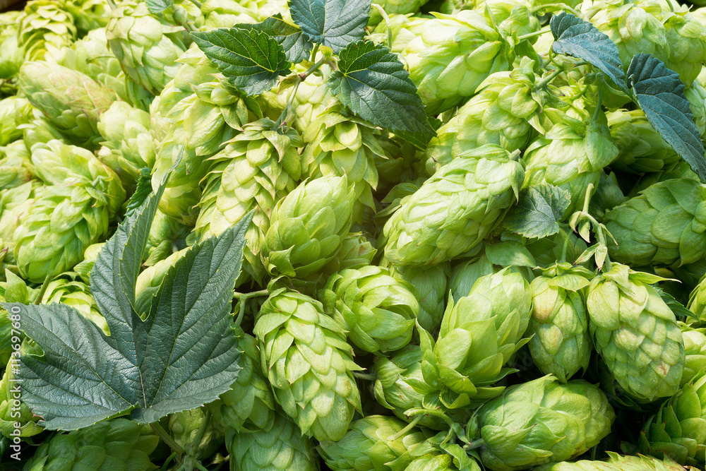 hop cones hop cones