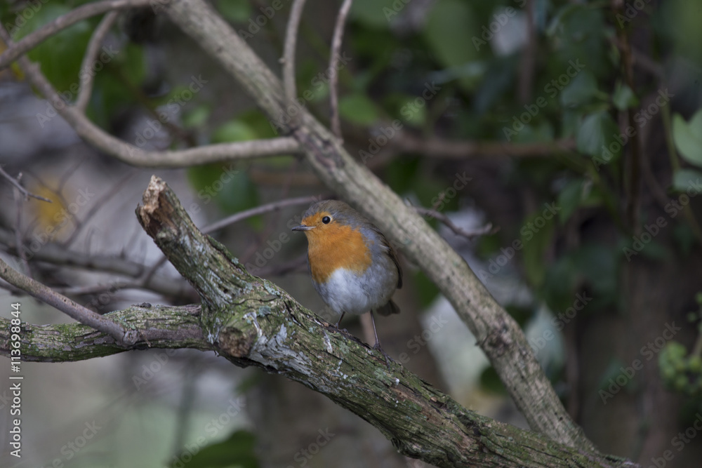 Robin Red Breast (Erithacus rubecula) Robin Red Breast (Erithacus rubecula)