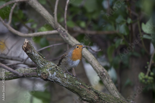 Robin Red Breast  Erithacus rubecula 
