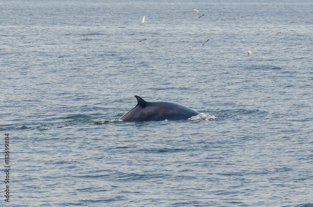Fototapeta premium Back of Bruda Whale in gulf of Thailand