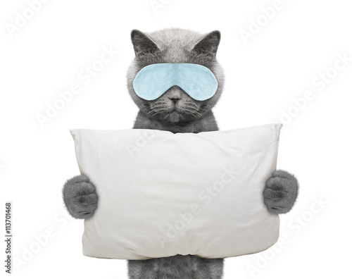 Fototapeta Naklejka Na Ścianę i Meble -  Cat holds a pillow and going to sleep