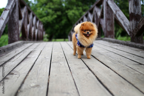 Pomeranian dog on a walk. Dog outdoor. Beautiful dog © Agnes