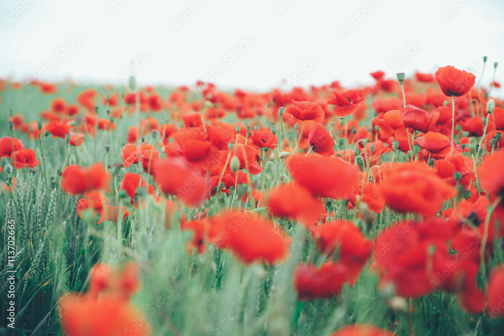 Obraz premium Poppy field