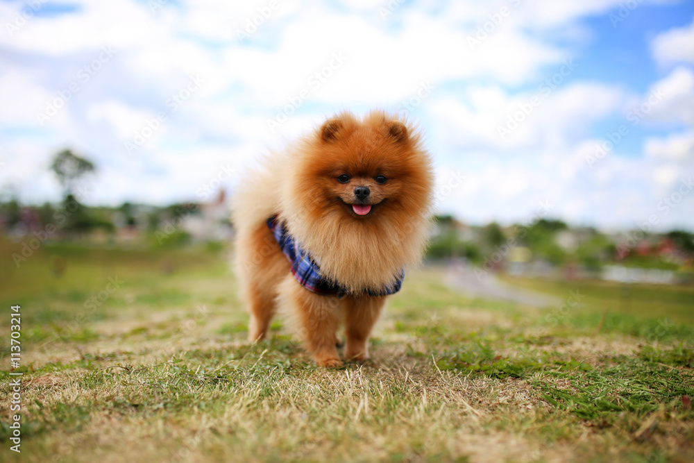 Pomeranian dog on a walk. Dog outdoor. Beautiful dog Pomeranian dog on a walk. Dog outdoor. Beautiful dog